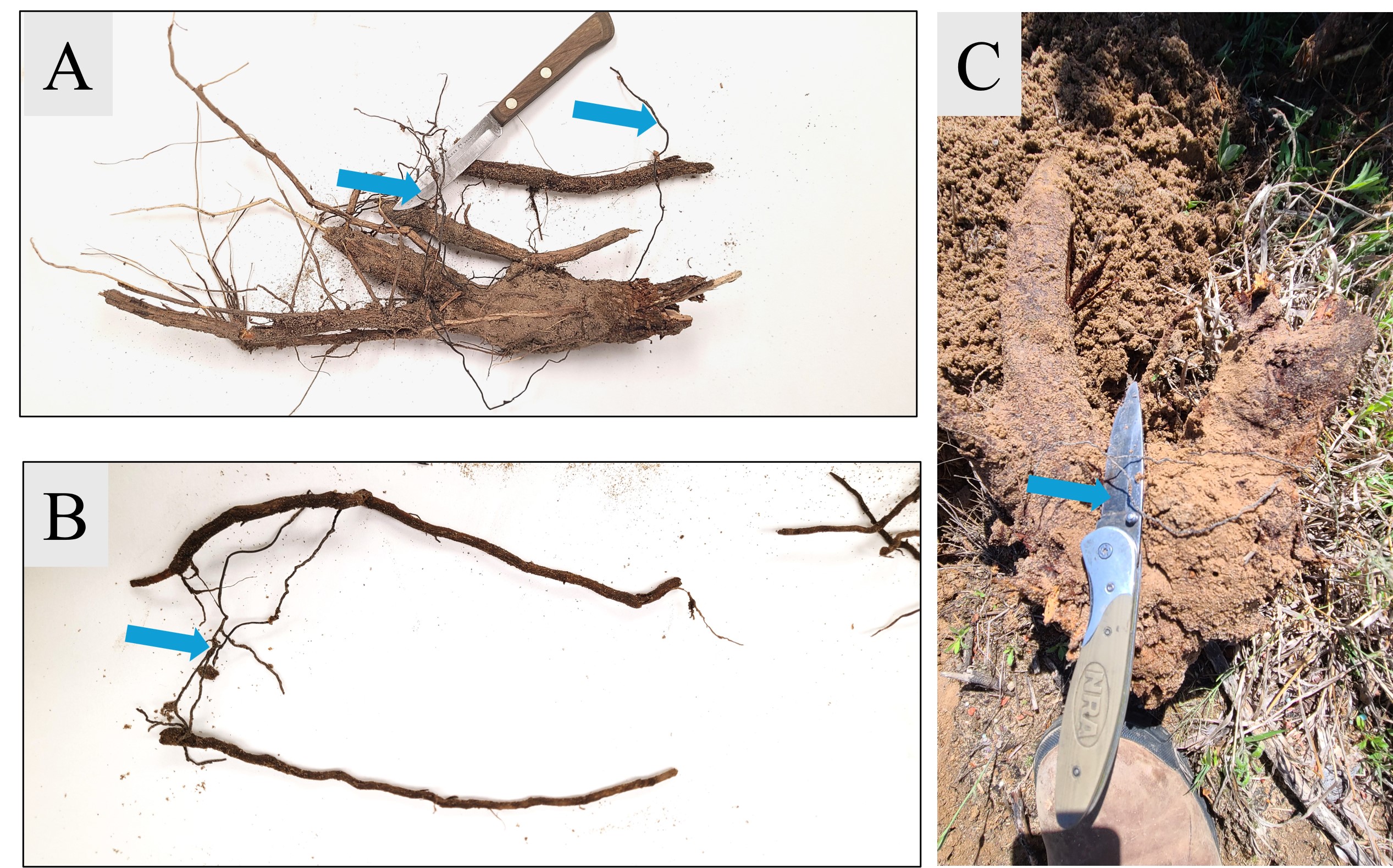 Rhizomorphs (root-like structures) of Armillaria species from roots of Armillaria root rot-infected tree. A: Dense, tangled rhizomorphs on the surface and surrounding roots of a Fraser fir tree. B: Rhizomorphs extending from one root to another, facilitating disease spread. C: Rhizomorphs in the surrounding soil can be difficult to distinguish from fine roots.